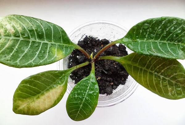 Les feuilles d'asclépiade jaunissent