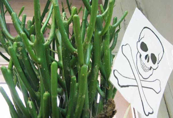 Danger d'asclépiade