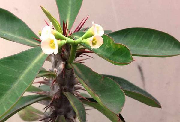 Asclépiade en fleurs