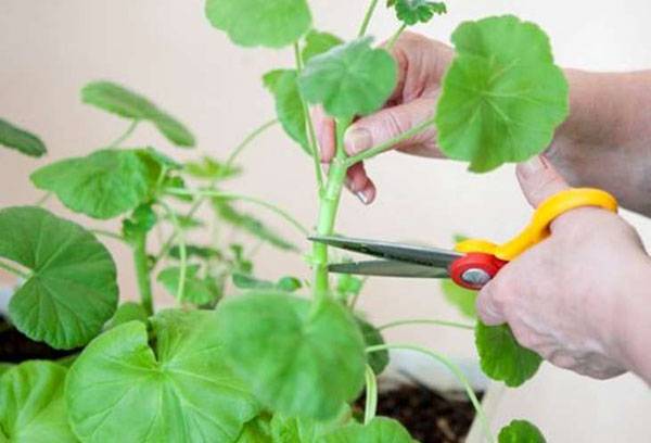 Récolte de géranium