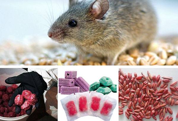 Poison pour les rongeurs