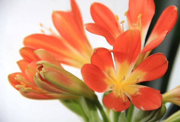 Clivia en fleurs