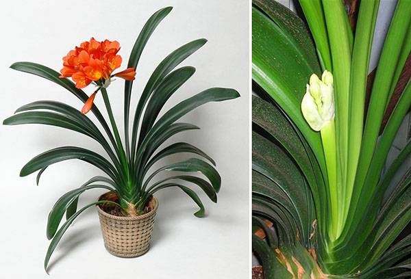 Bourgeonnement et floraison de Clivia