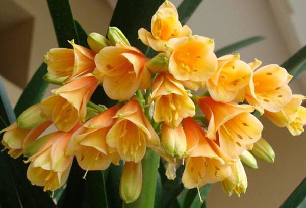 Inflorescence de Clivia