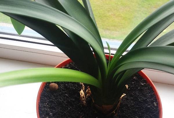 Pot Clivia sur le rebord de la fenêtre