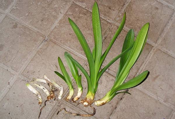 Propagation végétative de clivia