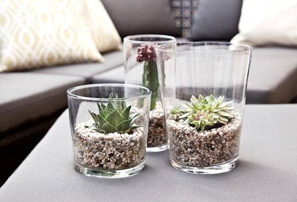 Décoration d'intérieur avec des plantes succulentes.