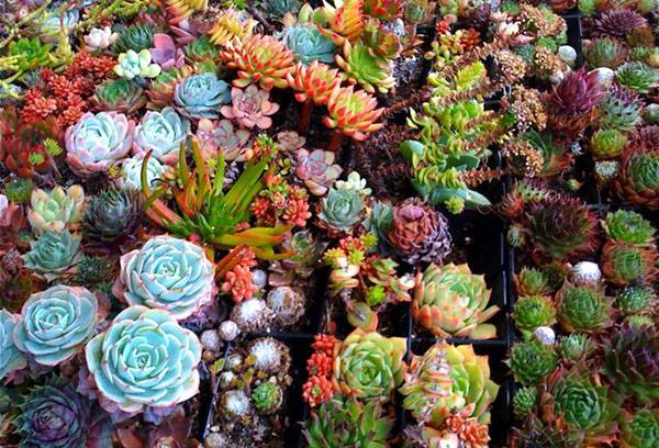 Succulentes de différents types