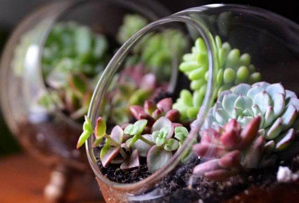 Florarium succulent