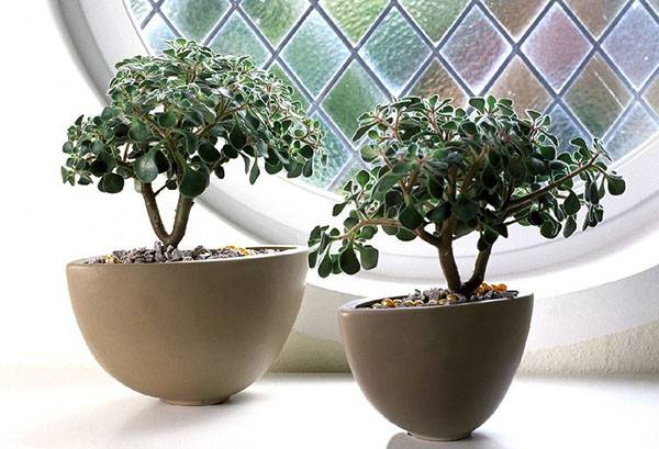 Succulentes sur le rebord de la fenêtre