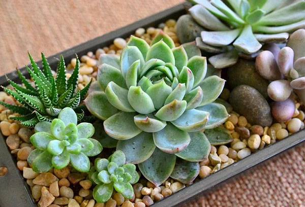 Composition de Haworthia