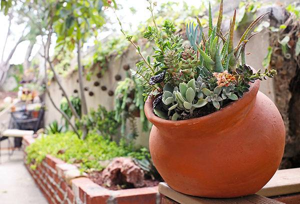 Succulent pot dans la cour