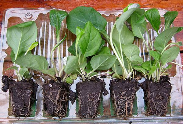 Greffe de plantules de gerbera