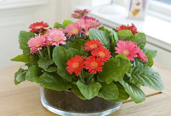 Gerbera d'intérieur