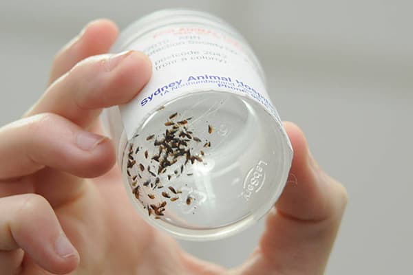 Des puces dans un bocal