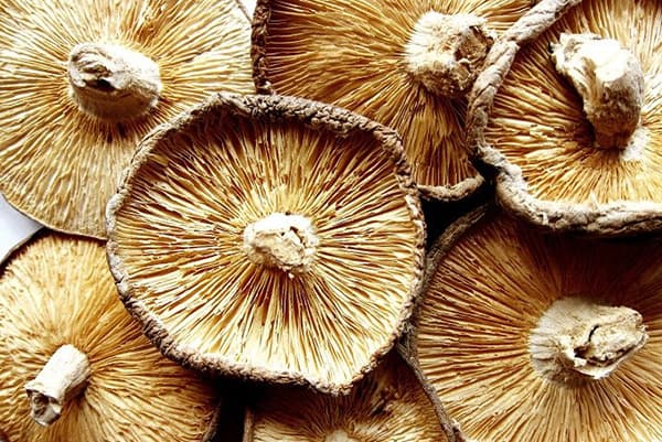 Chapeaux aux champignons