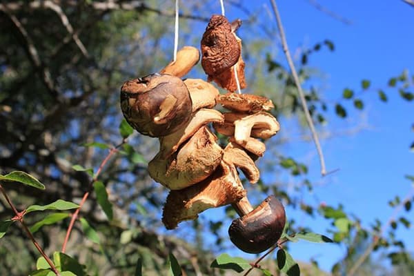 Séchage des champignons frais