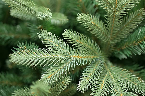 Épinette artificielle coulée