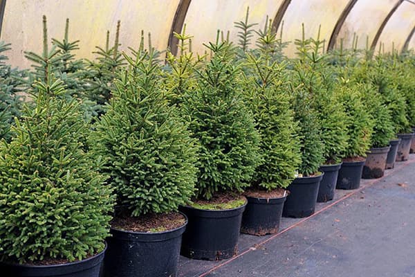 Arbres de noël dans un conteneur