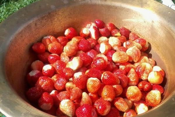Fraises dans un bol en aluminium