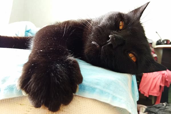 Kotu est chaud dans la chambre