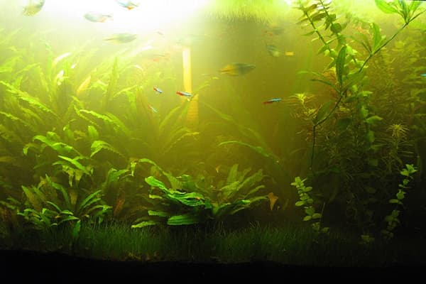 Les verts dans l'aquarium