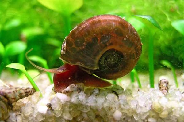 Escargot en aquarium