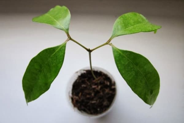 Litchi sur le rebord de la fenêtre