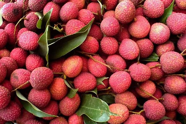 Fruits de litchi fraîchement cueillis