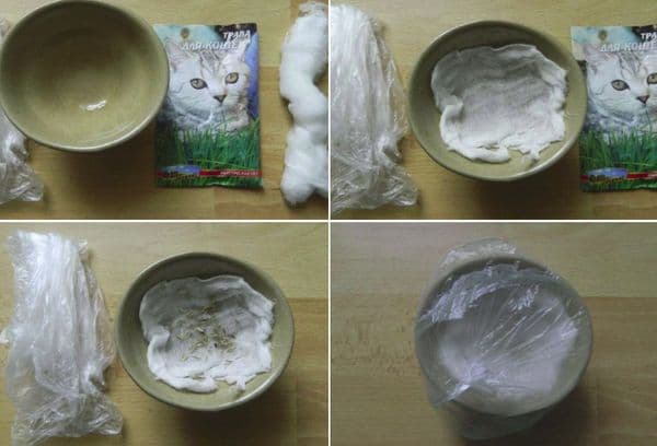 Cultiver de l'herbe sur de la gaze