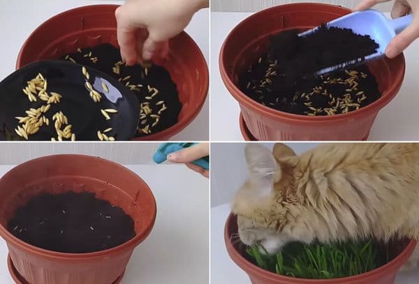 Faire pousser de l'herbe dans le sol