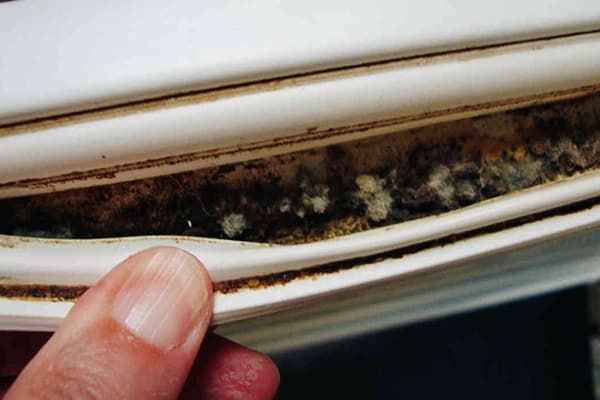 Moule sur la bande élastique du réfrigérateur