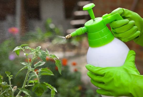 pulvérisation de tomates avec du vinaigre