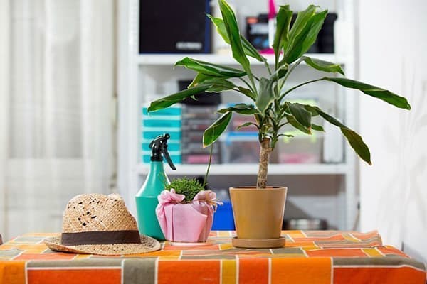 Plante d'intérieur sur la table