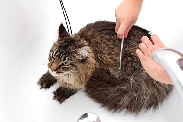 Peigne chat après shampooing sec