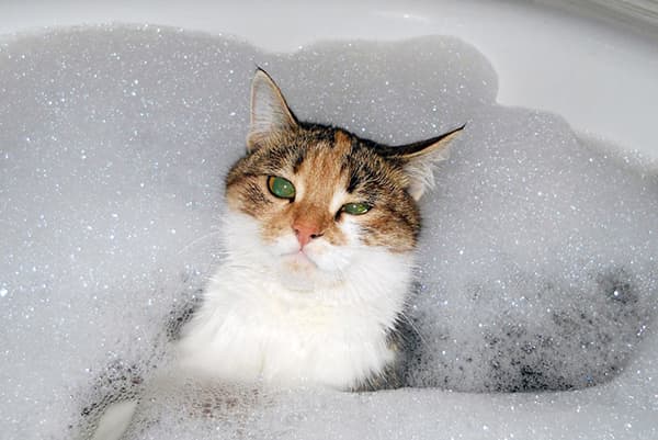 Chat dans la mousse
