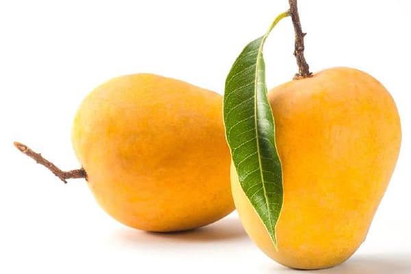 Mangue kesar