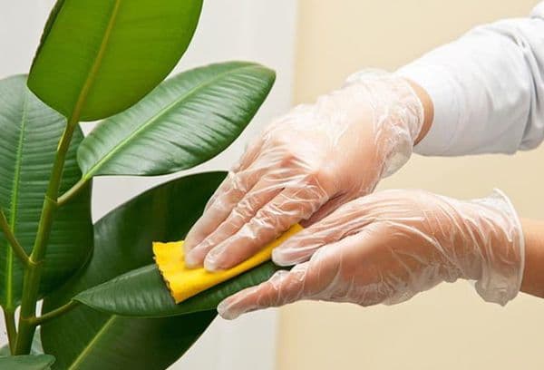 Épousseter des feuilles