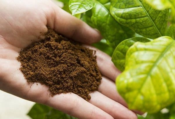 marc de café pour les plantes