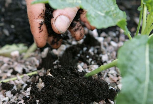 marc de café comme engrais