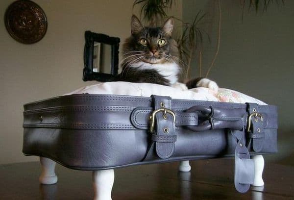 Chat dans une valise