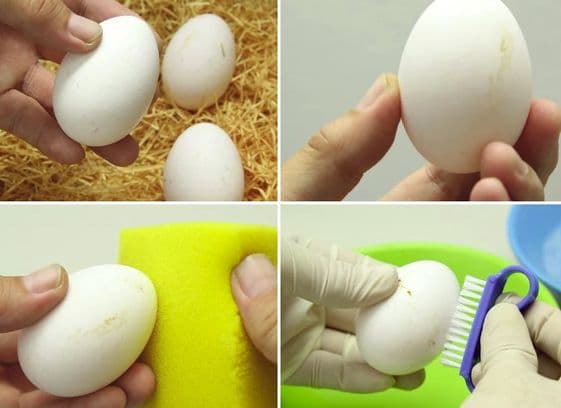 Méthodes de nettoyage des œufs