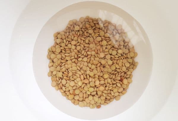 lentilles dans l'eau