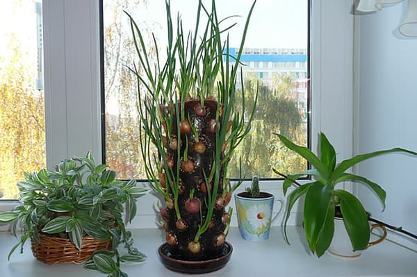 La façon originale de faire pousser des oignons sur le rebord de la fenêtre