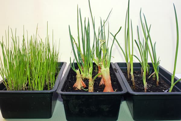 Germination de différents types d'oignons