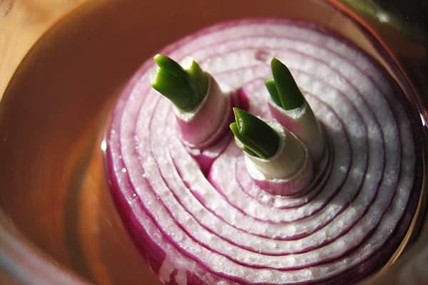 La germination des oignons