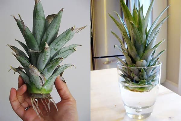 Germination de la couronne d'ananas dans l'eau