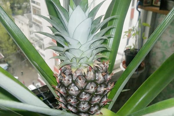Ananas en croissance dans un pot