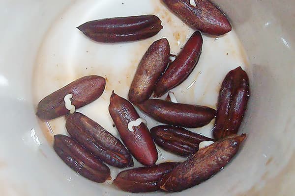 Os de date germés