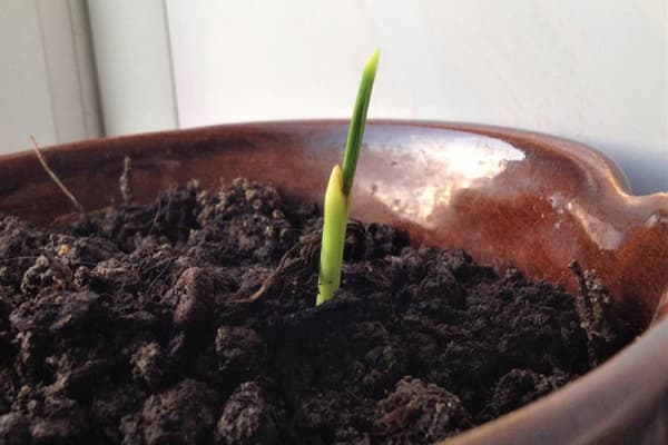 Pousse de palmier dattier